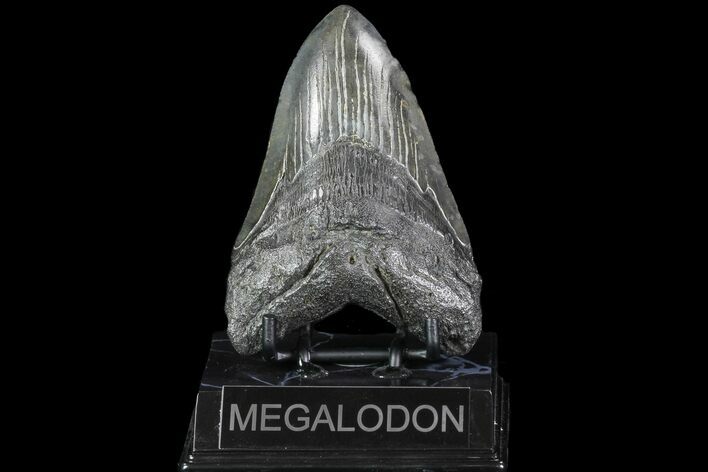 Fossil Megalodon Tooth - South Carolina #74076